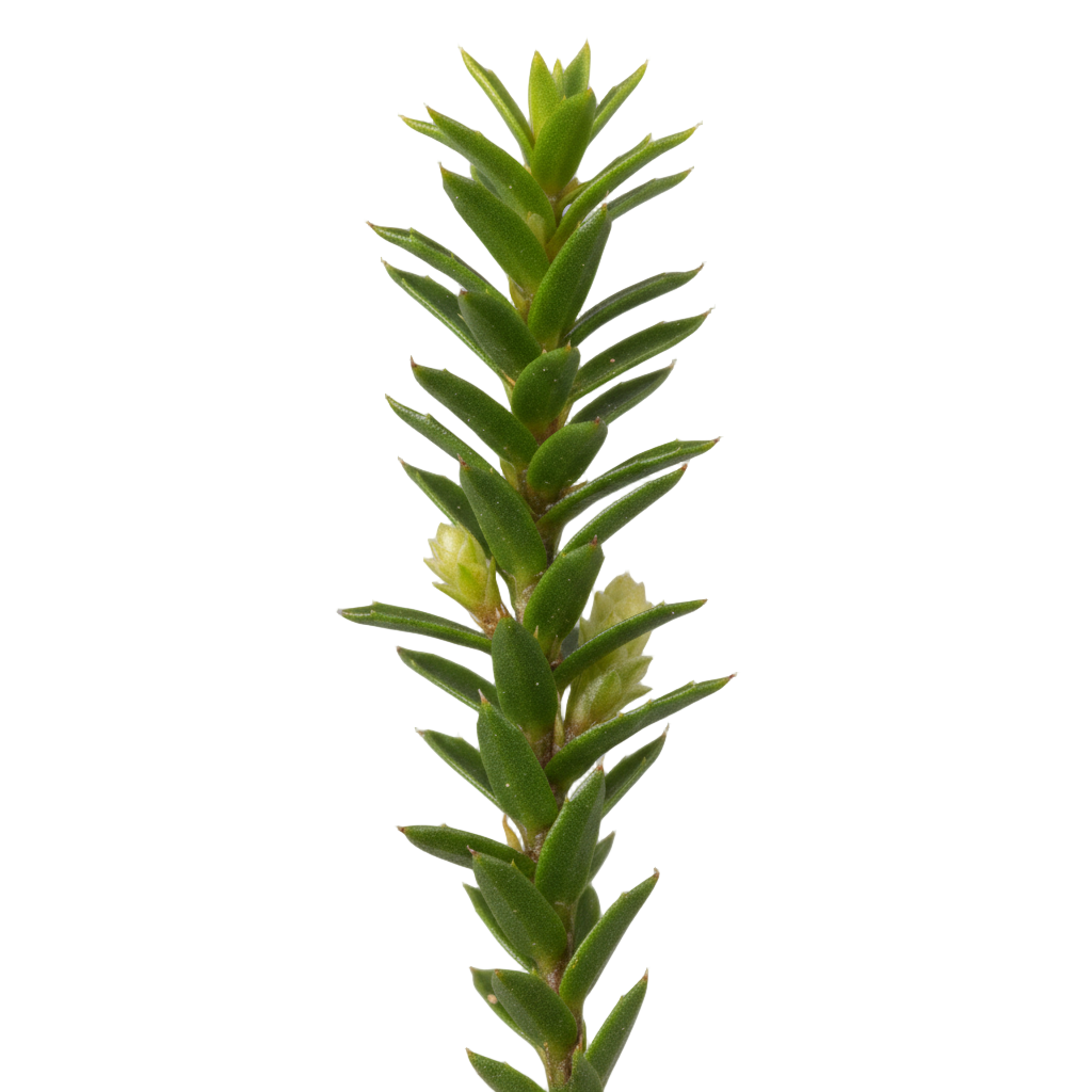 Close-up of a green plant stem with leaves on a gray background