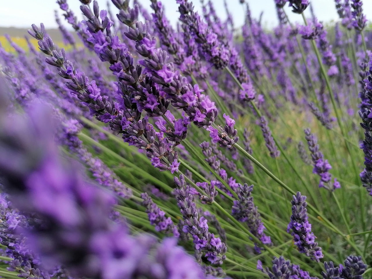 Close-up of lavender flowers in a field